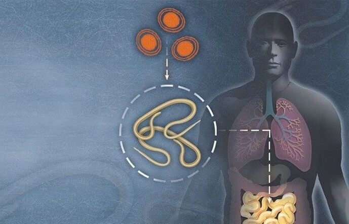 Parasites in the human intestine