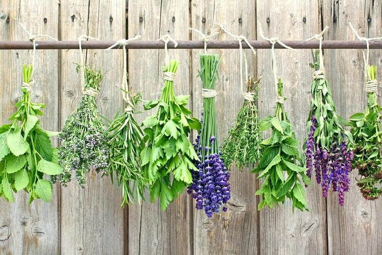 The best herbs for worms and lamblia