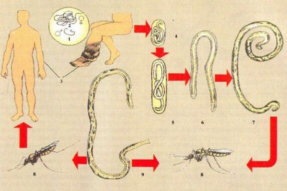 How do parasites enter the human body