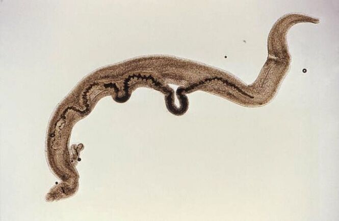 Schistosoma parasite inside the body