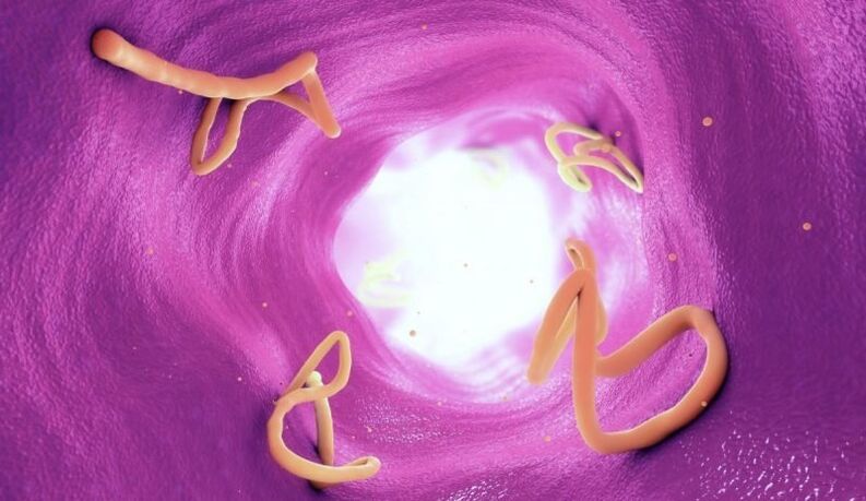 Helminths in the human intestine