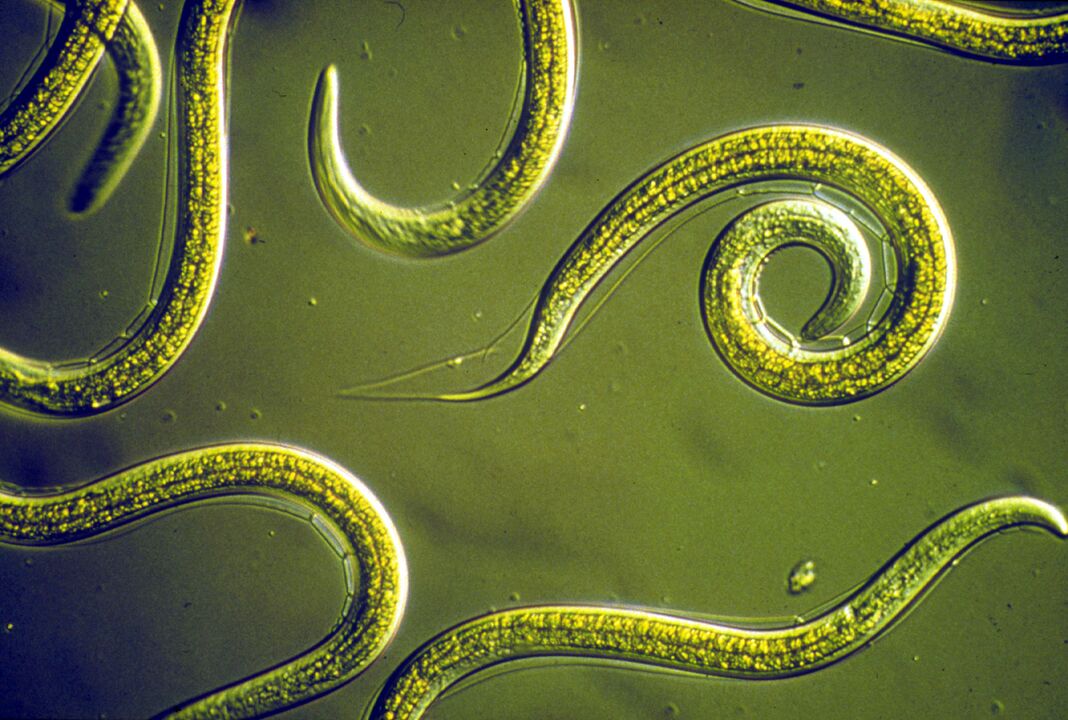 pinworm worms from the human body