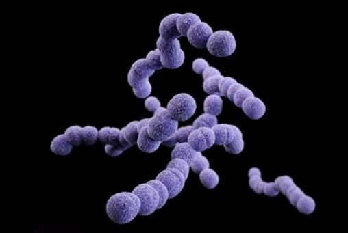 streptococcus
