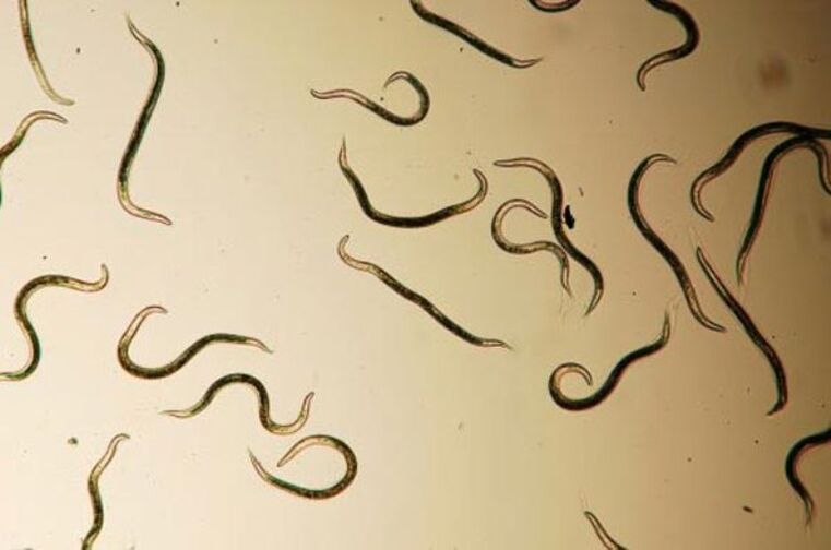 worms